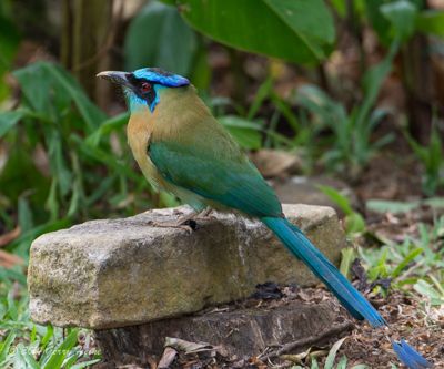 Gerry Heine, 2014 Costa Rica Photography Tour, photograph 2