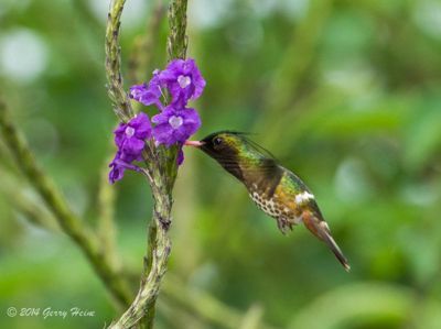 Gerry Heine, 2014 Costa Rica Photography Tour, photograph 3