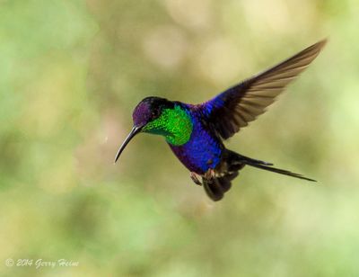 Gerry Heine, 2014 Costa Rica Photography Tour, photograph 4
