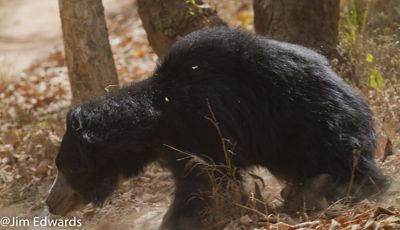 Jim Edwards, 2012 India Photography Trip II, photograph 1