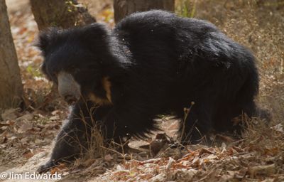 Jim Edwards, 2012 India Photography Trip II, photograph 2