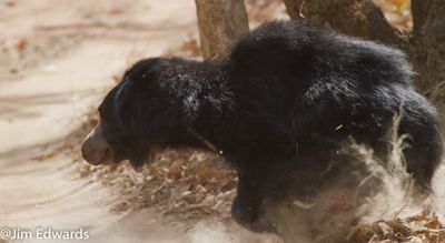 Jim Edwards, 2012 India Photography Trip II, photograph 3