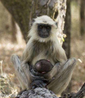 Jim Edwards, 2012 India Photography Trip II, photograph 4