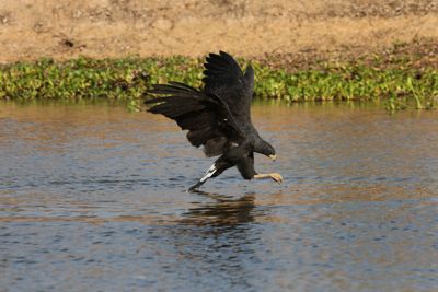 Allan Coffey, 2012 Brazil Pantanal Jaguar Wildlife Expedition II, photograph 1