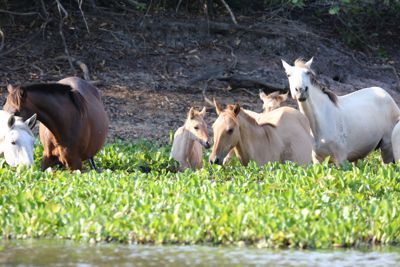 Allan Coffey, 2012 Brazil Pantanal Jaguar Wildlife Expedition II, photograph 2