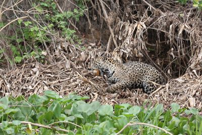 Allan Coffey, 2012 Brazil Pantanal Jaguar Wildlife Expedition II, photograph 4