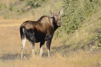 Michelle M. Duggan, 2014 Canadian Rockies Fall Photography Tour, photograph 1
