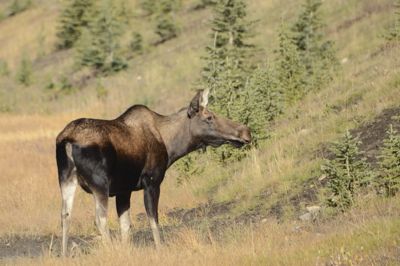 Michelle M. Duggan, 2014 Canadian Rockies Fall Photography Tour, photograph 2