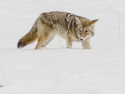 David and Shiela Glatz, 2012 Winter in Yellowstone Photography Tour, photograph 1