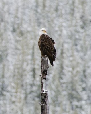 David and Shiela Glatz, 2012 Winter in Yellowstone Photography Tour, photograph 2
