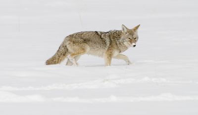 David and Shiela Glatz, 2012 Winter in Yellowstone Photography Tour, photograph 3