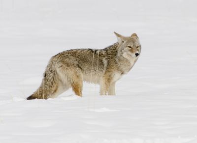 David and Shiela Glatz, 2012 Winter in Yellowstone Photography Tour, photograph 4