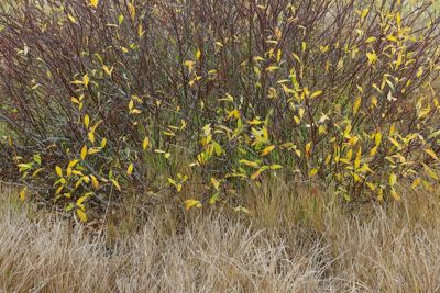 Daniel J. Cox, 2014 Canadian Rockies Fall Photography Tour, photograph 2