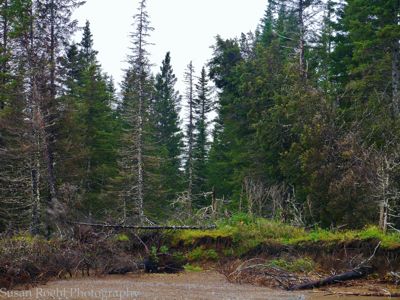 Susan L. Roehl, 2014 Alaska Brown Bear Photography Tour, photograph 3