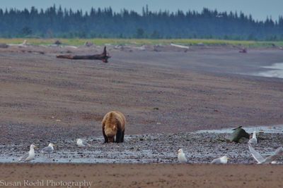 Susan L. Roehl, 2014 Alaska Brown Bear Photography Tour, photograph 4