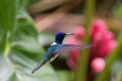 Henry Cortina, 2014 Costa Rica Photography Tour, photograph 1