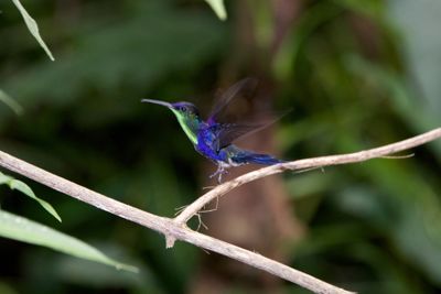Henry Cortina, 2014 Costa Rica Photography Tour, photograph 2