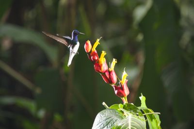 Henry Cortina, 2014 Costa Rica Photography Tour, photograph 4