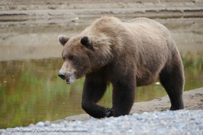 Daniel J. Cox, 2014 Alaska Brown Bear Photography Tour, photograph 1