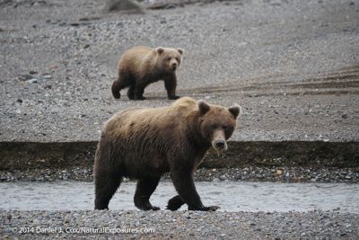 Daniel J. Cox, 2014 Alaska Brown Bear Photography Tour, photograph 2