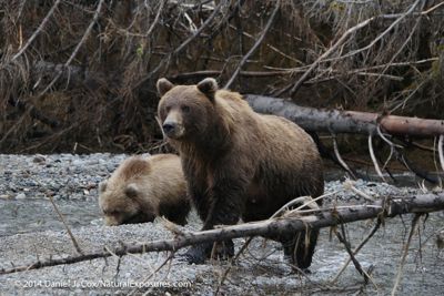 Daniel J. Cox, 2014 Alaska Brown Bear Photography Tour, photograph 3