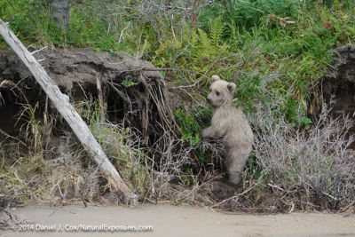Daniel J. Cox, 2014 Alaska Brown Bear Photography Tour, photograph 4