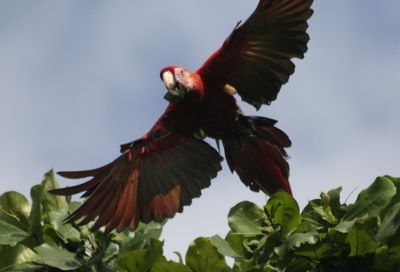 Michelle M. Duggan, 2011 Costa Rica Photography Tour II, photograph 1