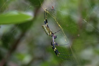 Michelle M. Duggan, 2011 Costa Rica Photography Tour II, photograph 2