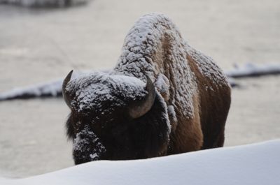 Michelle M. Duggan, 2012 Winter in Yellowstone Photography Tour, photograph 1