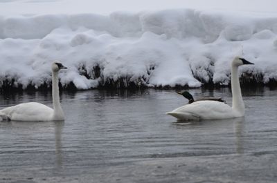 Michelle M. Duggan, 2012 Winter in Yellowstone Photography Tour, photograph 2