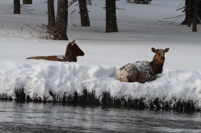 Michelle M. Duggan, 2012 Winter in Yellowstone Photography Tour, photograph 3