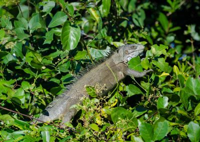 David and Shiela Glatz, 2014 Brazil Pantanal Jaguar Wildlife Photo Expedition, photograph 1