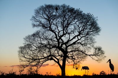 David and Shiela Glatz, 2014 Brazil Pantanal Jaguar Wildlife Photo Expedition, photograph 3