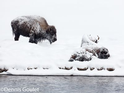 Dennis Goulet, 2011 Winter in Yellowstone Photography Tour I, photograph 1