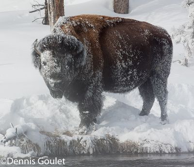 Dennis Goulet, 2011 Winter in Yellowstone Photography Tour I, photograph 2
