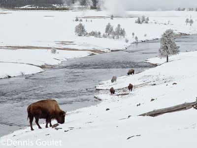 Dennis Goulet, 2011 Winter in Yellowstone Photography Tour I, photograph 3