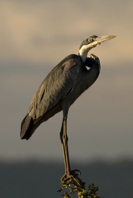 Jim Edwards, 2010 Kenya Photography Tour, photograph 4