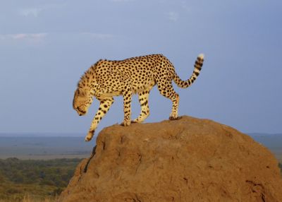 Rhonda Handley, 2008 Kenya Photography Tour, photograph 1