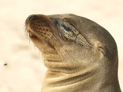 Heather & Dave Meacock/Monchuk, 2013 Galapagos Photography Tour by Private Luxury Yacht I, photograph 2