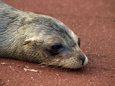 Heather & Dave Meacock/Monchuk, 2013 Galapagos Photography Tour by Private Luxury Yacht I, photograph 3