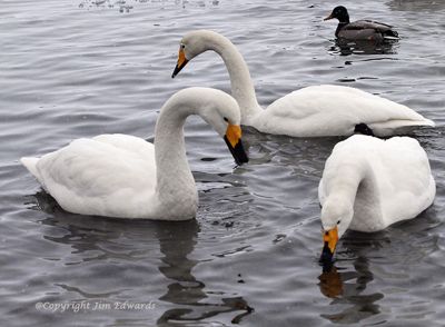 Jim Edwards, 2014 Japan Winter Wildlife Photography Tour II, photograph 1