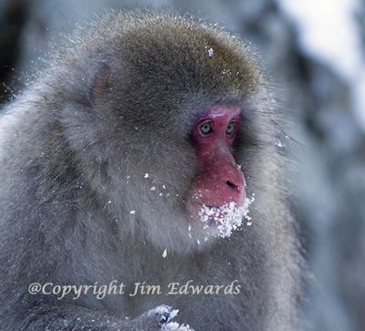 Jim Edwards, 2014 Japan Winter Wildlife Photography Tour II, photograph 2