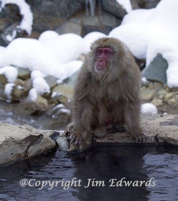 Jim Edwards, 2014 Japan Winter Wildlife Photography Tour II, photograph 3