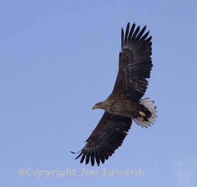 Jim Edwards, 2014 Japan Winter Wildlife Photography Tour II, photograph 4