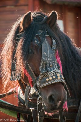 Holly Brown, 2014 Romania Autumn Photography Tour I, photograph 1