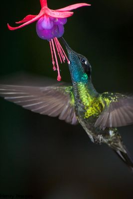 Steve Henry, 2011 Costa Rica Photography Tour I, photograph 1