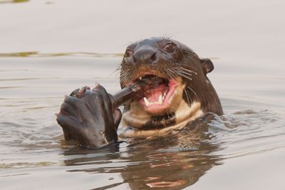 Holly Brown, 2012 Brazil Pantanal Jaguar Wildlife Expedition I, photograph 3