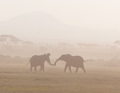 James Carlin, 2010 Kenya Photography Tour, photograph 1