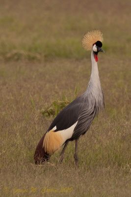 James Carlin, 2010 Kenya Photography Tour, photograph 4