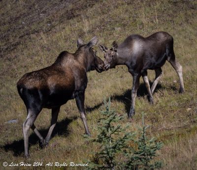 Lisa Heine, 2014 Canadian Rockies Fall Photography Tour, photograph 2